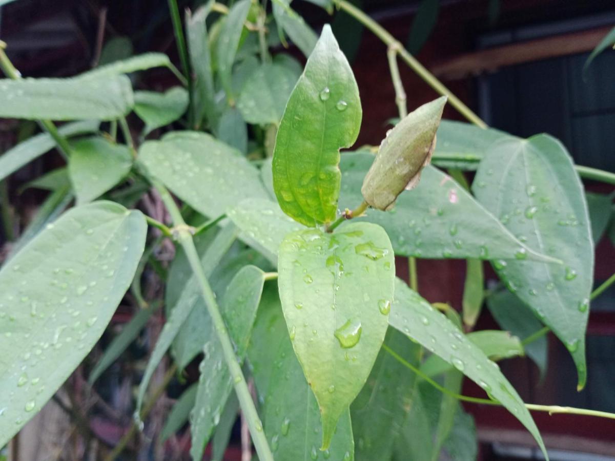 Comon Bungalow Haadchaophao Haad Chao Phao Ngoại thất bức ảnh